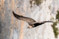 Vautour fauve