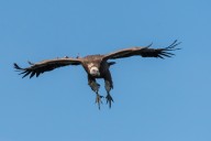 Vautour fauve