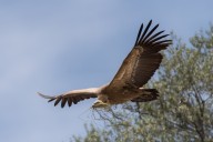 Vautour fauve