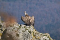 Vautour fauve