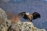 Vautour fauve