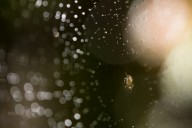 spider