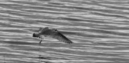 little ringed plover