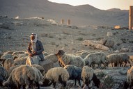Palmyra