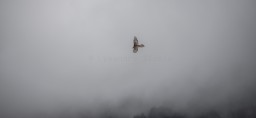 bearded vulture