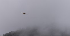 bearded vulture
