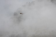 bearded vulture