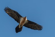 bearded vulture