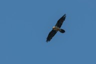 bearded vulture