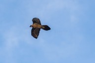 bearded vulture