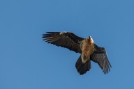 bearded vulture