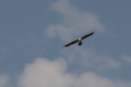 bearded vulture