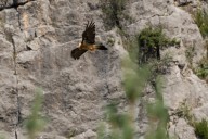bearded vulture