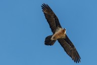 bearded vulture