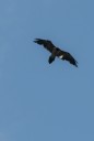 bearded vulture