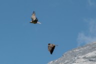 bearded vulture