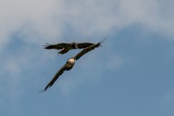 bearded vulture