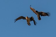bearded vulture