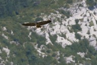 bearded vulture