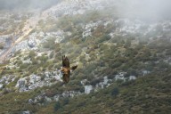 bearded vulture