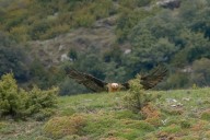 Pyrénées spain