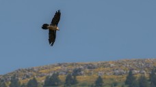 Pyrénées spain