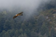 Pyrénées spain