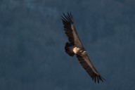 Vautour fauve