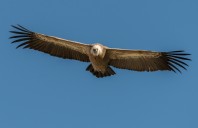 Vautour fauve