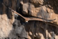 Vautour fauve