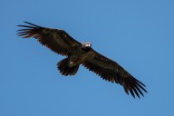 bearded vulture
