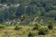 Bearded vulture