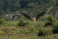 Bearded vulture