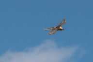 Bearded vulture