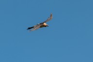 Bearded vulture