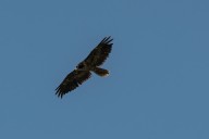 Bearded vulture