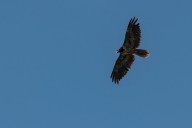 Bearded vulture