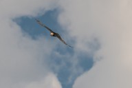 Bearded vulture