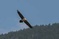 Bearded vulture