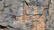Bearded vulture