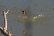 Martin-pêcheur
