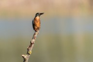 Martin-pêcheur