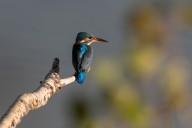 Martin-pêcheur