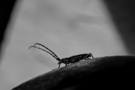 long-horned beetle