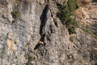 Quebrantahuesos