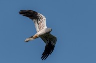 Montagu's harriers