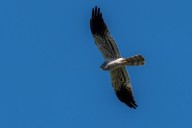 Montagu's harriers