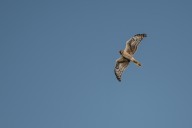 Montagu's harriers