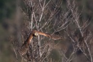 Kestrel