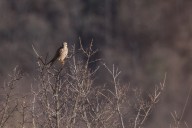 Kestrel